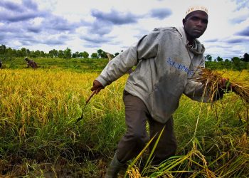 Free up ‘bottlenecks’ stifling Africa’s agri-food sector, urges FAO chief  |