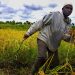 Free up ‘bottlenecks’ stifling Africa’s agri-food sector, urges FAO chief  |