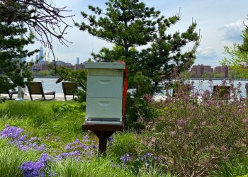 First Person: Gardening is ‘political’ says Irish celebrity horticulturist |