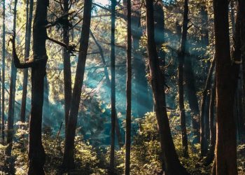 7 Policy Proposals to Restore U.S. Trees