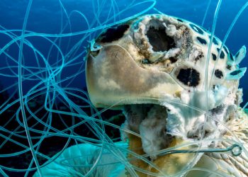 FROM THE FIELD: Ghost in the seashell |