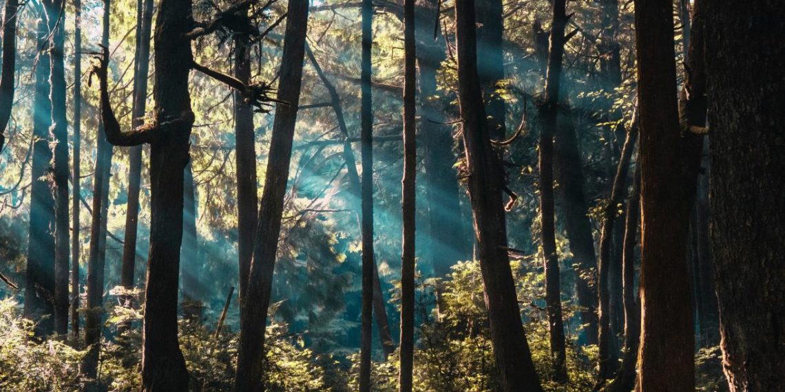 7 Promising Policies to Restore U.S. Trees