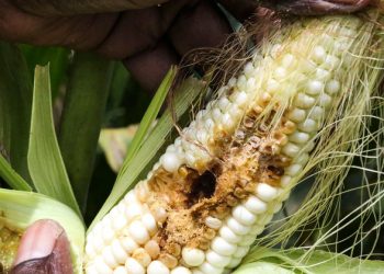 Invasive pest spread another fallout from climate change, UN-backed study finds |