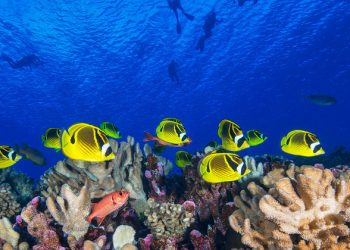 End war on nature and ensure ocean health, UN chief says in message for World Oceans Day |