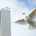 Counting down to Peace Day, UN chief urges: Stand up against hatred and care for planet | COVID-19