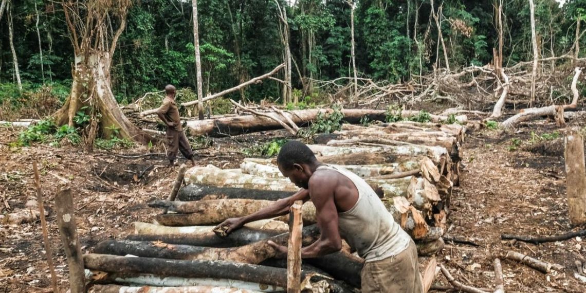 How the Charcoal Industry Threatens DRC’s Forests