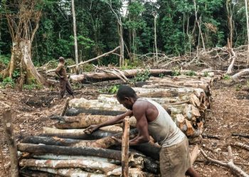 How the Charcoal Industry Threatens DRC’s Forests