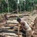How the Charcoal Industry Threatens DRC’s Forests