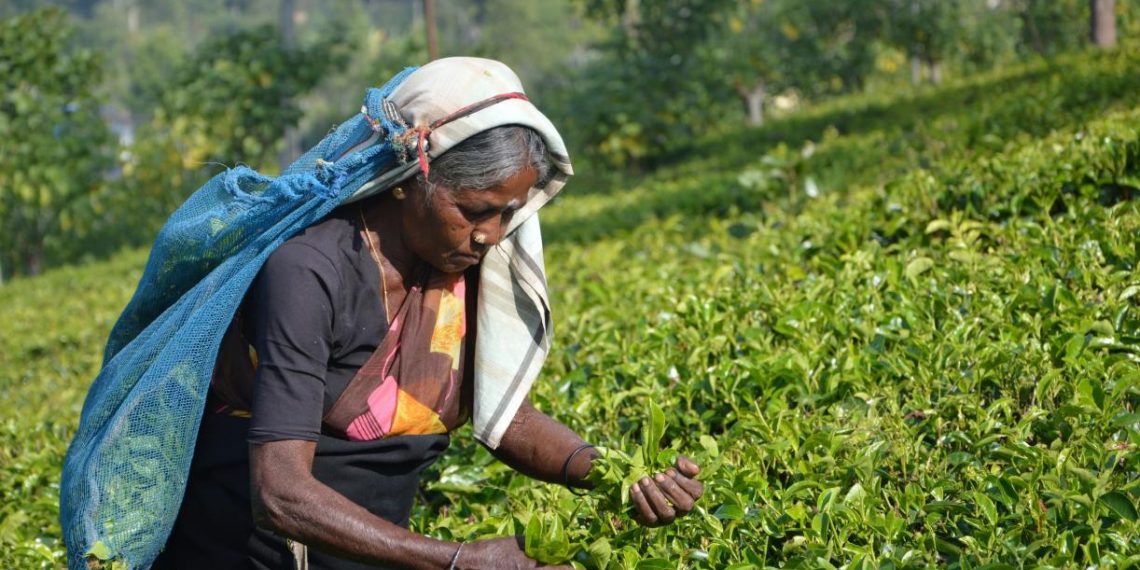 Transforming Food Systems for Climate Resilience