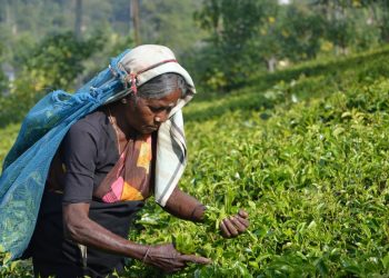 Transforming Food Systems for Climate Resilience