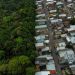 UN body unveils new plan to end ecological destruction, ‘preserve and protect nature’ |