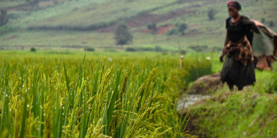 To Tackle Food Insecurity, Invest in Digital Climate Services for Agriculture  