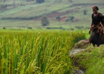 To Tackle Food Insecurity, Invest in Digital Climate Services for Agriculture  