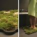 Traditional Carpet Cleaning vs. Green Carpet Cleaning