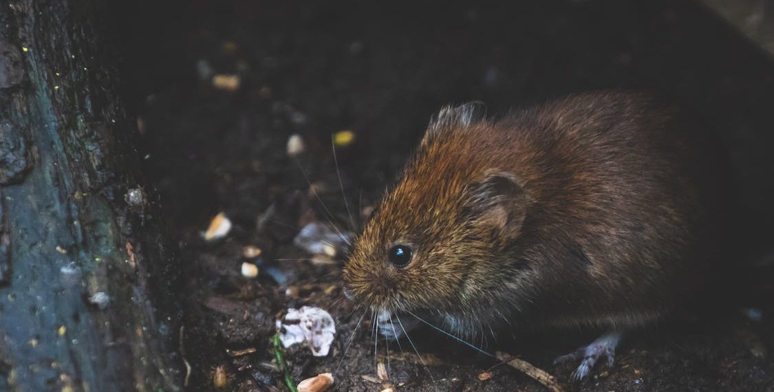6 Actionable Tips to Have an Environment-Friendly Pest Control