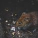 6 Actionable Tips to Have an Environment-Friendly Pest Control