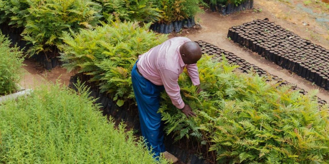 How Countries Can Use Farm Subsidies to Aid Land Restoration