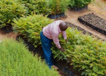 How Countries Can Use Farm Subsidies to Aid Land Restoration