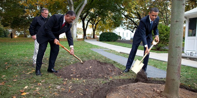 Are Trees Actually Effective for Carbon Offsetting?