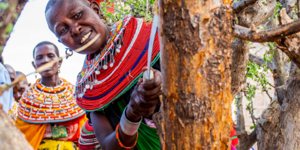 Land Accelerator Africa: Dozens of Restoration Entrepreneurs, One Mission
