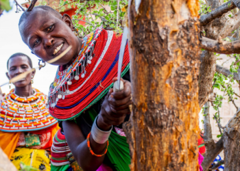 Land Accelerator Africa: Dozens of Restoration Entrepreneurs, One Mission