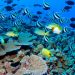 Decade of climate breakdown saw 14 per cent of coral reefs vanish |