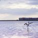 Pink flamingos return to Kazakhstan’s capital in time for World Migratory Bird Day |