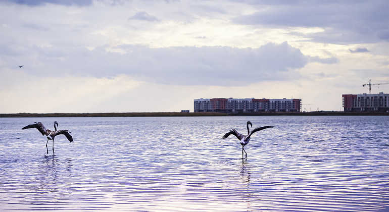 Pink flamingos return to Kazakhstan’s capital in time for World Migratory Bird Day |