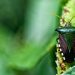 Biodiversity commitment builds hope for ‘living in harmony with nature’ |
