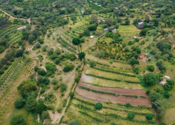 The Challenges of Monitoring Land Restoration in Africa & How to Improve the System