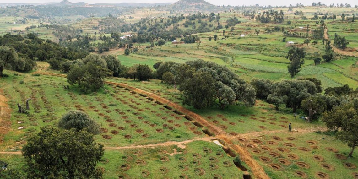 New Data Detects & Monitors Trees Outside of Dense Forests