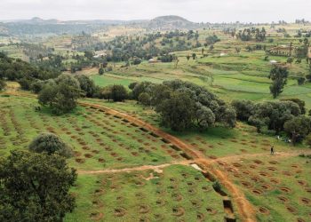 New Data Detects & Monitors Trees Outside of Dense Forests