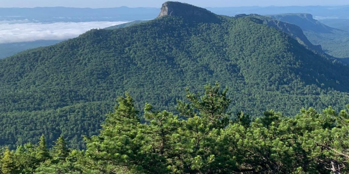 3 Ways Federal Investment in Trees and Forests Can Support Economic Growth