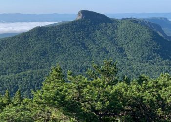 3 Ways Federal Investment in Trees and Forests Can Support Economic Growth