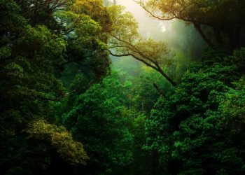 What COP26 Means for Forests and the Climate