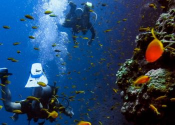 To Turn the Tide on Ocean Health, A Collaborative Data Platform Can Help