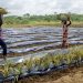 Plastics in soil threaten food security, health, and environment: FAO |