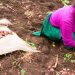 US contributes $10 million to support UN food agency efforts on COVID-19 response, future pandemics |