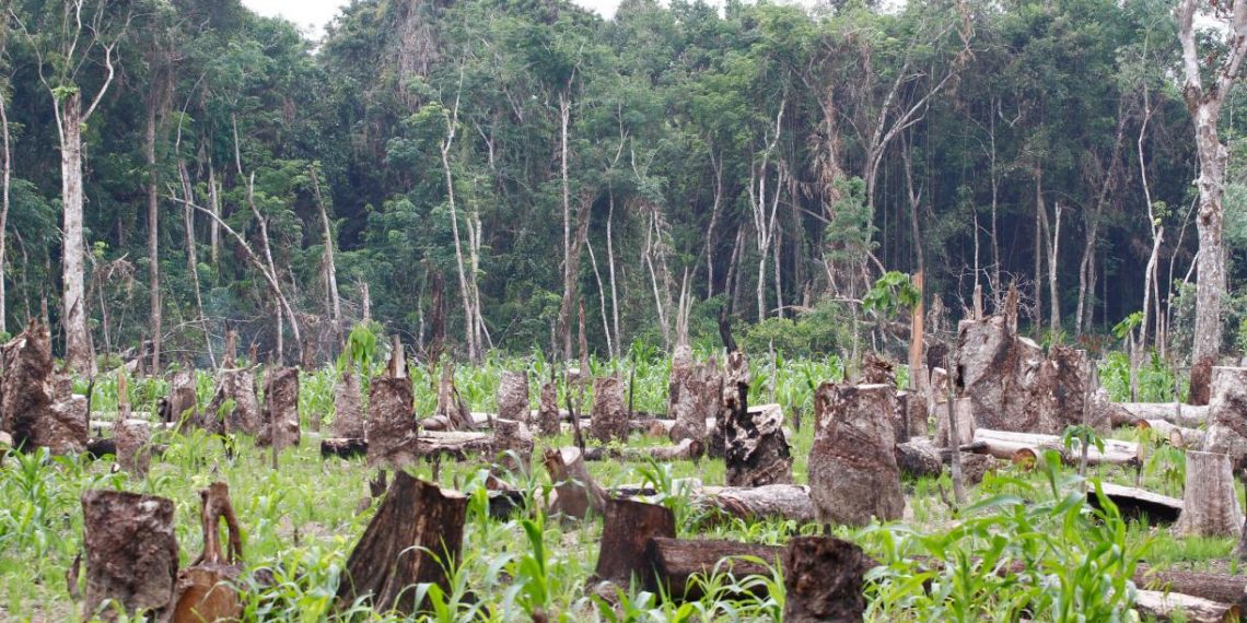 Why Aren’t Environmental Activist Deaths Being Reported?