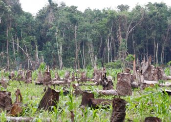 Why Aren’t Environmental Activist Deaths Being Reported?