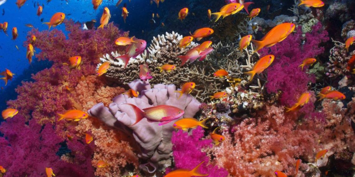 Coral Reefs: Status, Risks and Outlook