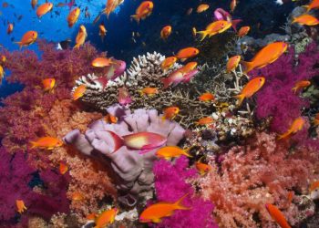 Coral Reefs: Status, Risks and Outlook