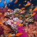 Coral Reefs: Status, Risks and Outlook