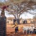 FAO launches $138 million plan to avert hunger crisis in Horn of Africa |