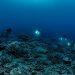 Rare coral reef discovered near Tahiti is ‘like a work of art’, says diver |