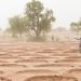 Bringing dry land in the Sahel back to life |