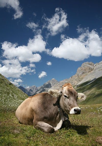 Document Verification Solutions – Grooving in Every Industry