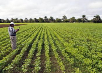 5 Takeaways on Cropland Expansion and What It Means for People and the Planet