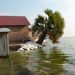 Economic effects of Lake Albert flooding ‘devastating’ for affected Ugandans |