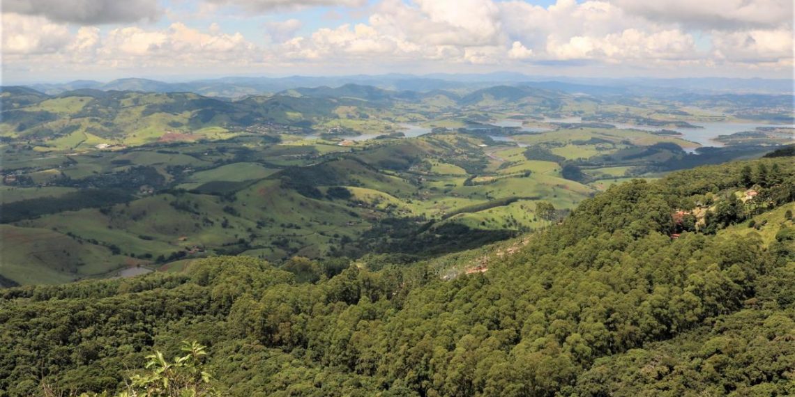 Les Bienfaits et la Vigueur de la Régénération Naturelle Assistée